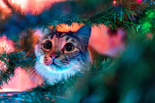 Cat-Proofing Your Christmas Tree: A Guide to Tinsel-Free Tannenbaums