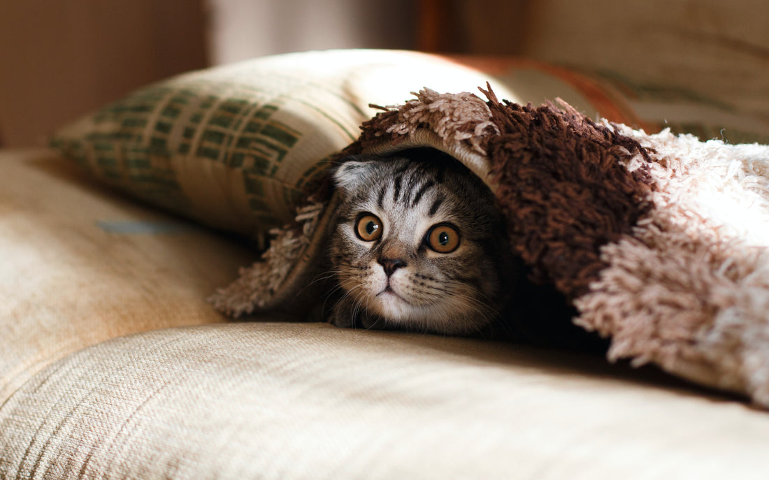 Bringing Home a New Furry Friend: A Guide to Introducing a Cat or Kitten to Your Home