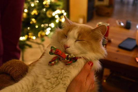 Keeping Kitty Calm: Minimizing Cat Stress During the Holiday Hustle