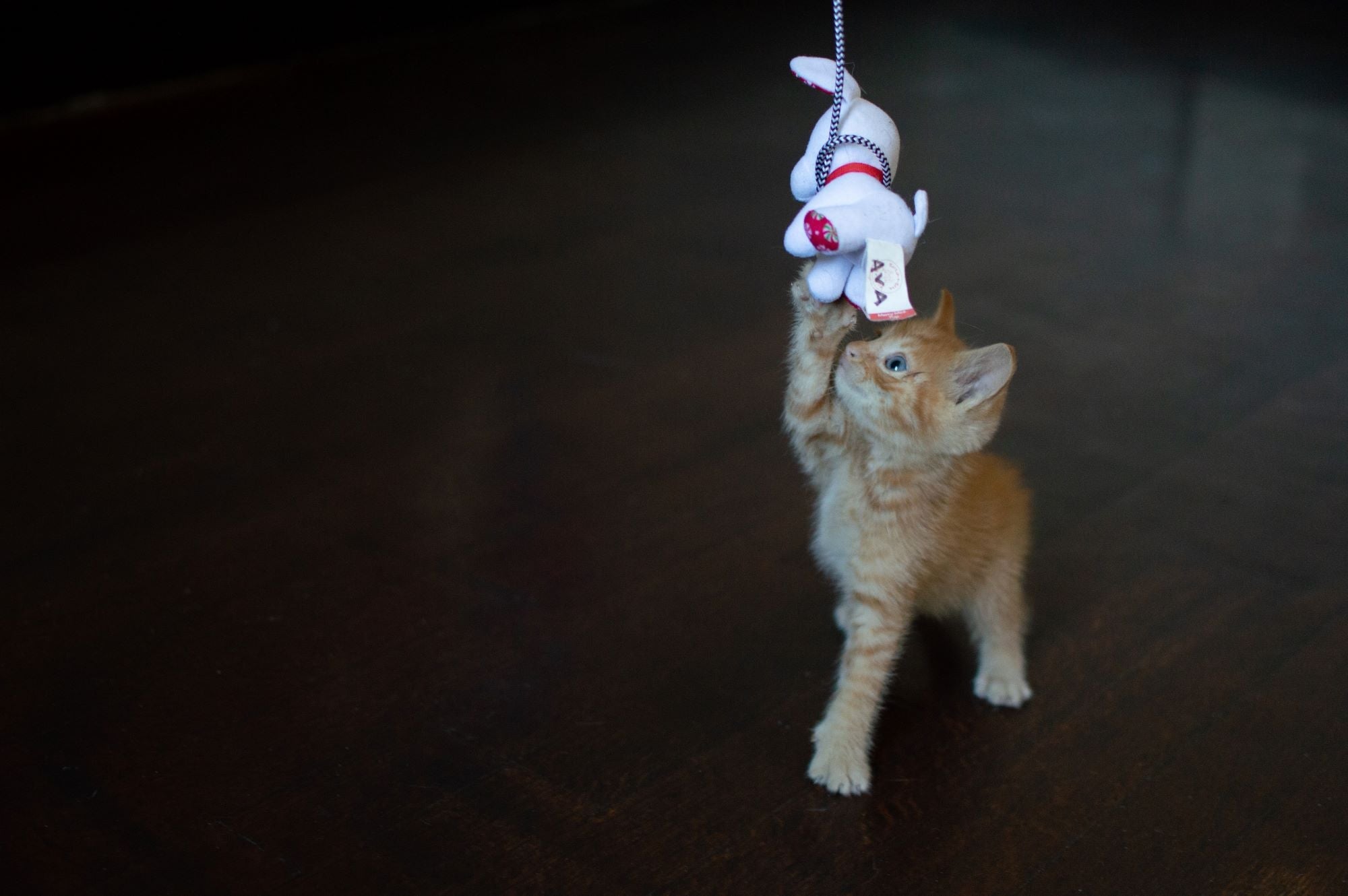 The Science of Catnip: Why Cats Love It and How to Use It Responsibly