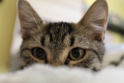 DECODING FELINE EMOTIONS: WHAT YOUR CAT'S EYES ARE TRYING TO TELL YOU