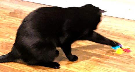 Porter's Mouse - Juguete para gatos Colorburst - Paquete de 2