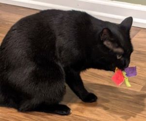 Porter's Mouse - Juguete para gatos Colorburst - Paquete de 2