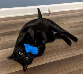 Porter's Mouse - Juguete para gatos con hierba gatera - Tres pequeñas manoplas - Juguete de peluche para gatos con hierba gatera