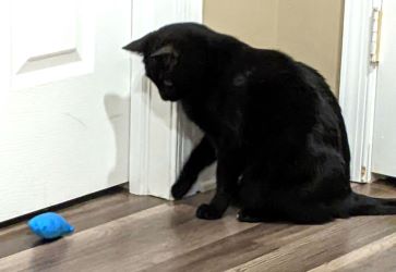 Porter's Mouse - Jouet pour chat à l'herbe à chat - Trois petites mitaines - Peluche, jouet pour chat en peluche avec herbe à chat
