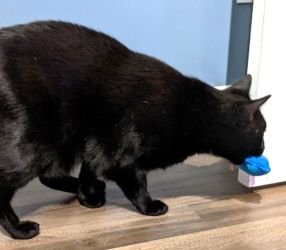 Porter's Mouse - Jouet pour chat à l'herbe à chat - Trois petites mitaines - Peluche, jouet pour chat en peluche avec herbe à chat