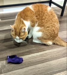 Porter's Mouse - Jouet pour chat à l'herbe à chat - Trois petites mitaines - Peluche, jouet pour chat en peluche avec herbe à chat